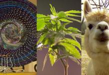 Local Routes: Creative Journeys for Unique Local Businesses