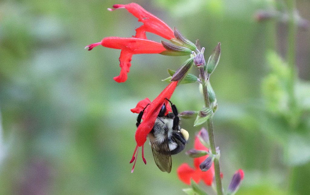 A close up of a bee on flower