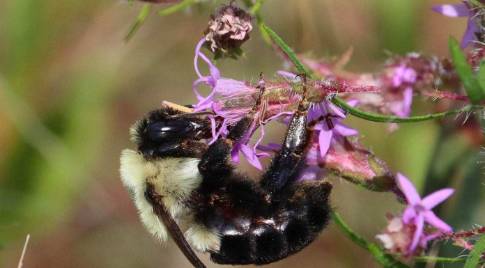 30+ Bee Friendly Plants for Your North Florida Garden A close up of a a bee on a flower