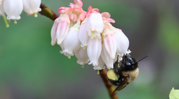 Bee in My Garden Days and Rivertrek (Episode 706) A close up of a bee on a pink flower