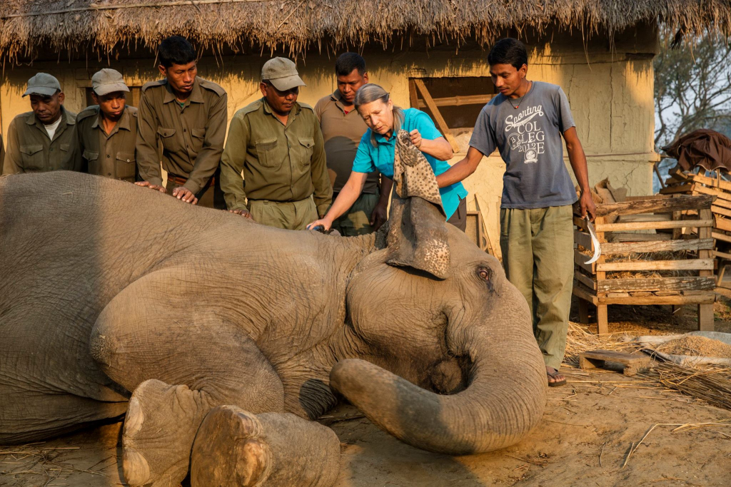 A woman and six men examining an elephant lying on the ground.