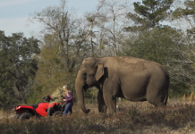 South Georgia retirement home for elephants gets its first two residents A small elephant standing on top of a grass covered field