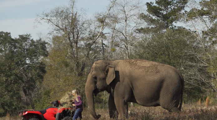 South Georgia retirement home for elephants gets its first two residents A small elephant standing on top of a grass covered field
