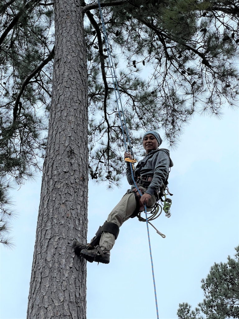 A man tethered to a rope climbing a tall tree.