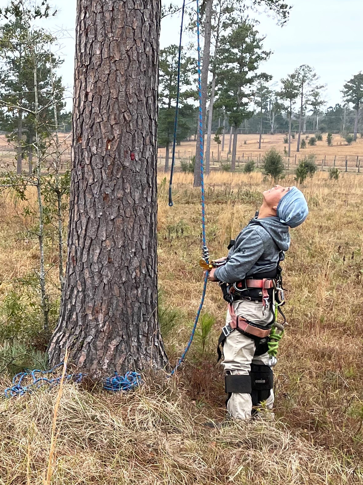 A man standing at the base of a tree looking up.