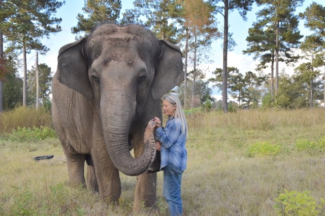 A large gray elephant standing in the grass