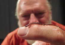 Dwarf Salamander Search in the Chipola River Floodplain Man wearing orange shirt balancing a tiny salamander on one finger.