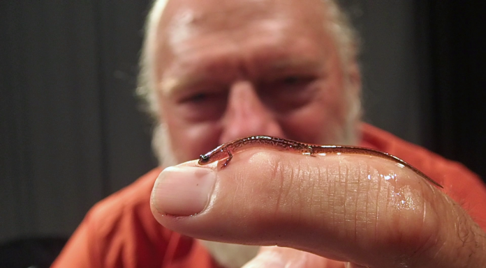 Dwarf Salamander Search in the Chipola River Floodplain Man wearing orange shirt balancing a tiny salamander on one finger.
