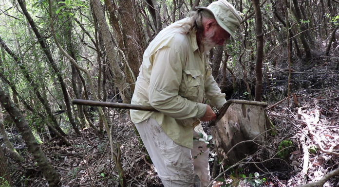 Bradwell Bay: a Last Refuge of the Southern Dusky Salamander A man standing next to a forest