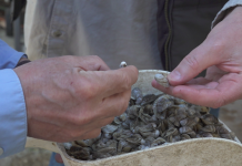 Oyster Farming and Doing The Right Thing!