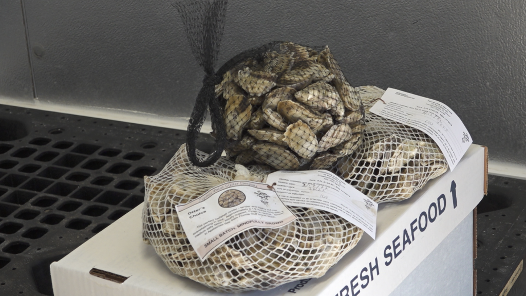 Three small mesh bags of oysters.