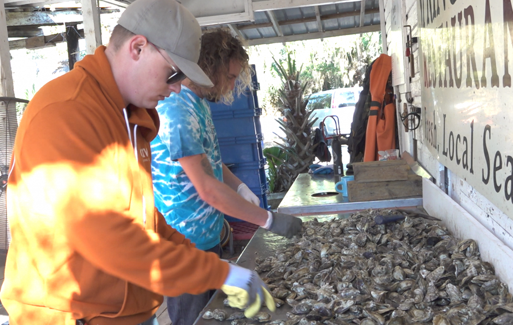 Two men sorting oysters.