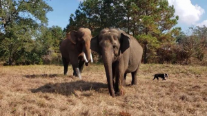 two elephant that is standing on a dry grass field. small dog at their side.