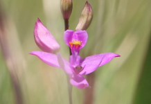 Carnivorous Plants Along the Apalachicola A close up of a flower