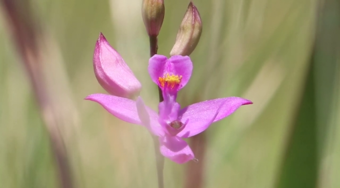 Carnivorous Plants Along the Apalachicola A close up of a flower
