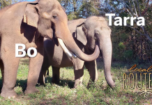 Elephants, Lakes and Counting Plants (Episode 707)