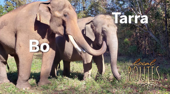 Elephants, Lakes and Counting Plants (Episode 707)