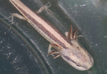 Frosted Flatwoods Salamanders: Recovery, Redundancy, & Fire A close up of a frog