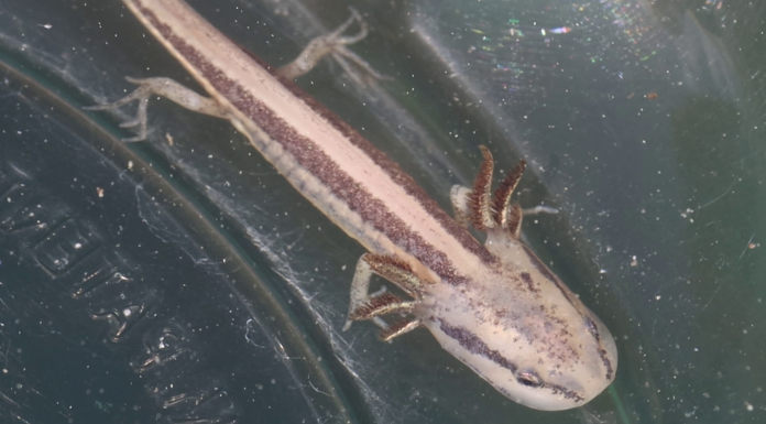 Frosted Flatwoods Salamanders: Recovery, Redundancy, & Fire A close up of a frog