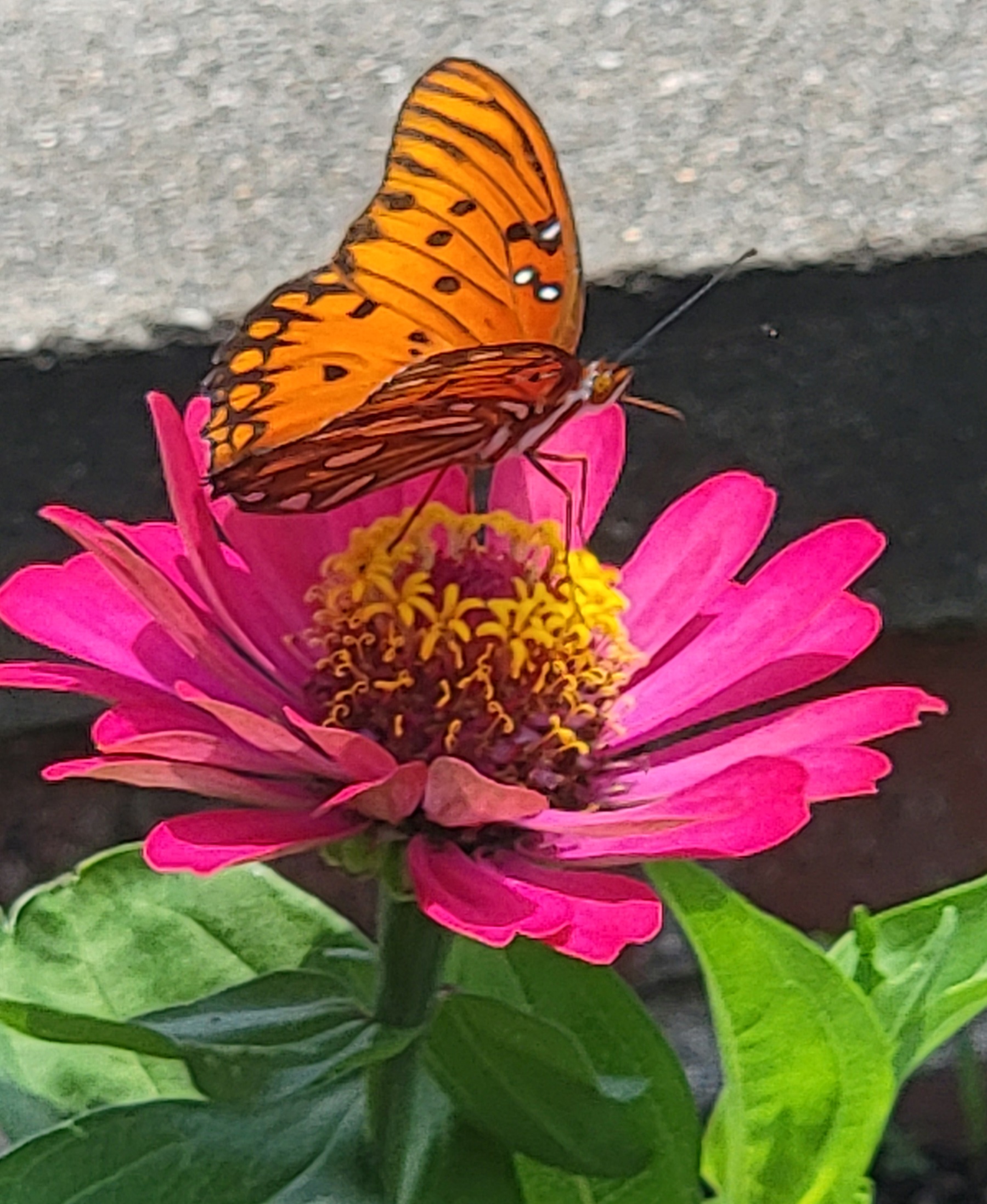 A close up of a flower