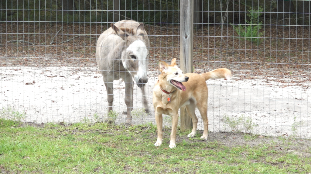 A yellow dog standing next to a fence with a donkey.