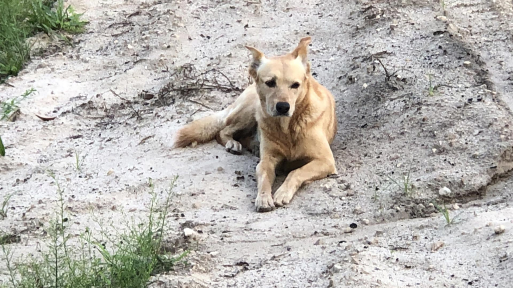 A dog sitting in the dirt