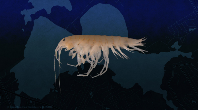 Newly Discovered Crustacean Species Found Only in Lake Jackson Small pale shrimp-like water creature with many legs.