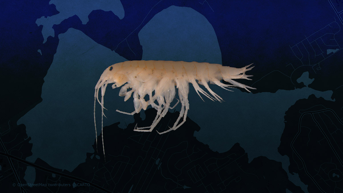 Small pale shrimp-like water creature with many legs.