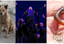 Ballet, A Surf Dog, and Striped Newts on the Loose (Episode 801) A dog, dancers and hand holding a newt.