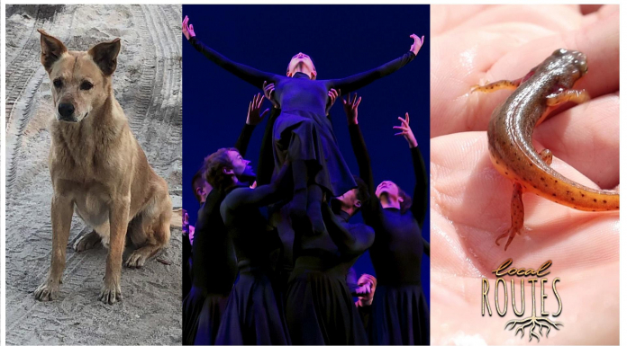 Ballet, A Surf Dog, and Striped Newts on the Loose (Episode 801) A dog, dancers and hand holding a newt.