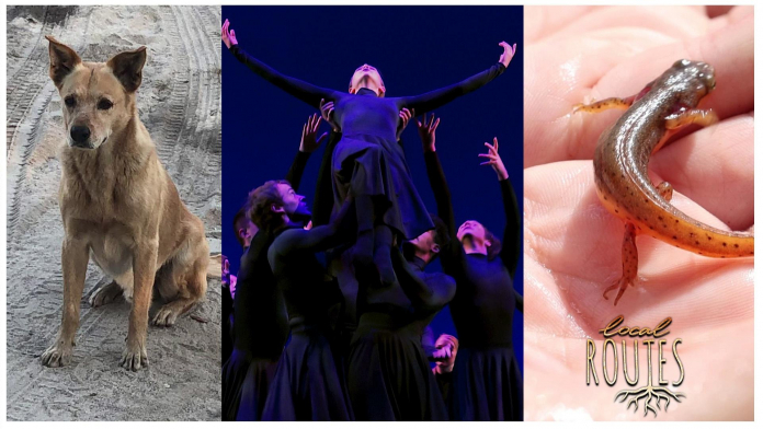 A dog, dancers and hand holding a newt.