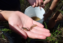Kids Release Striped Newts, Host a Video About It A hand holding a plant in a garden