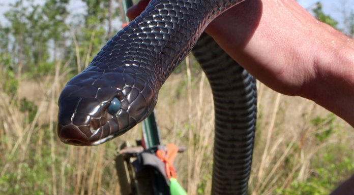 Latest Indigo Snake Release the Largest at Apalachicola Bluffs and Ravines Preserve A close up of a reptile