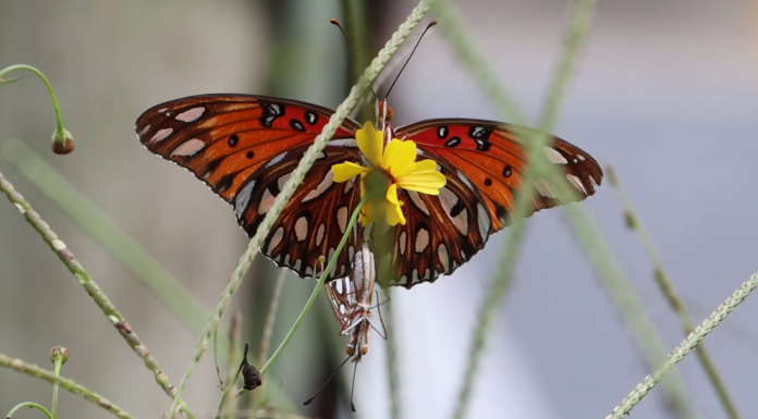 Want to See the Gulf Fritillary Life Cycle? Plant Passionflower! Butterfly and flower with stalks of grass around it