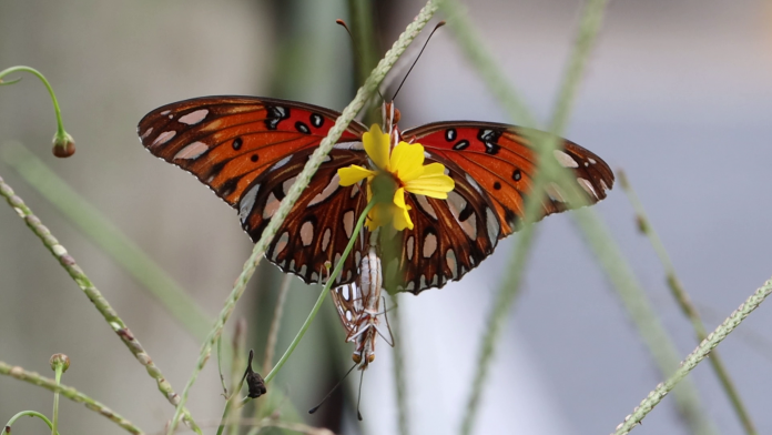 Butterfly and flower with stalks of grass around it