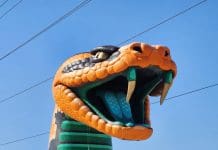 Skateboarding at Tallahassee’s Skateable Art Park on FAMU Way