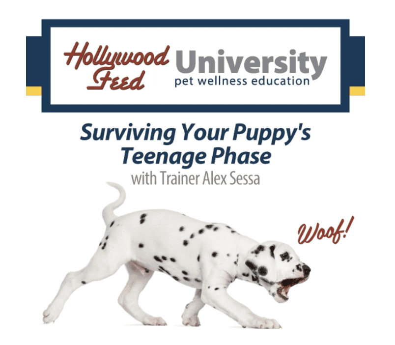 Hollywood Feed University Presents Free, Online Course on Surviving Your  Puppy's Teenage Phase - WFSU Local Routes