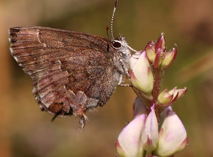 A close up of a frosted elfin butterfly on a flower