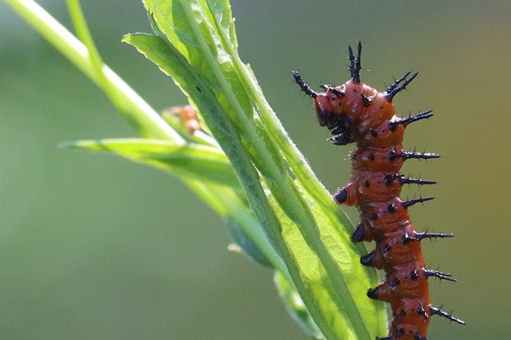 A close up of a gulf fritterly catepiller