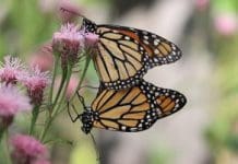 Happy National Learn About Butterflies Day! A close up of two Monarch butterflies on a flower