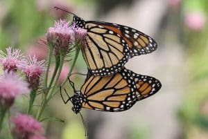 A close up of two Monarch butterflies on a flower