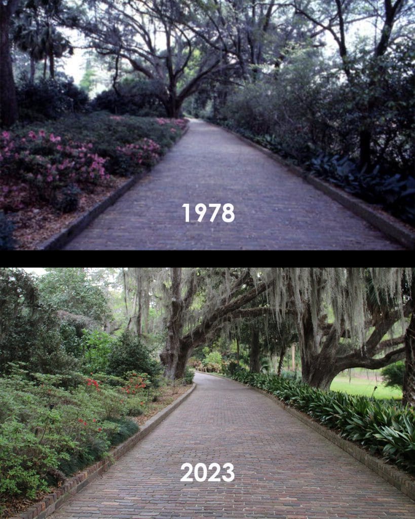 A path with trees in 1978 and in 2023