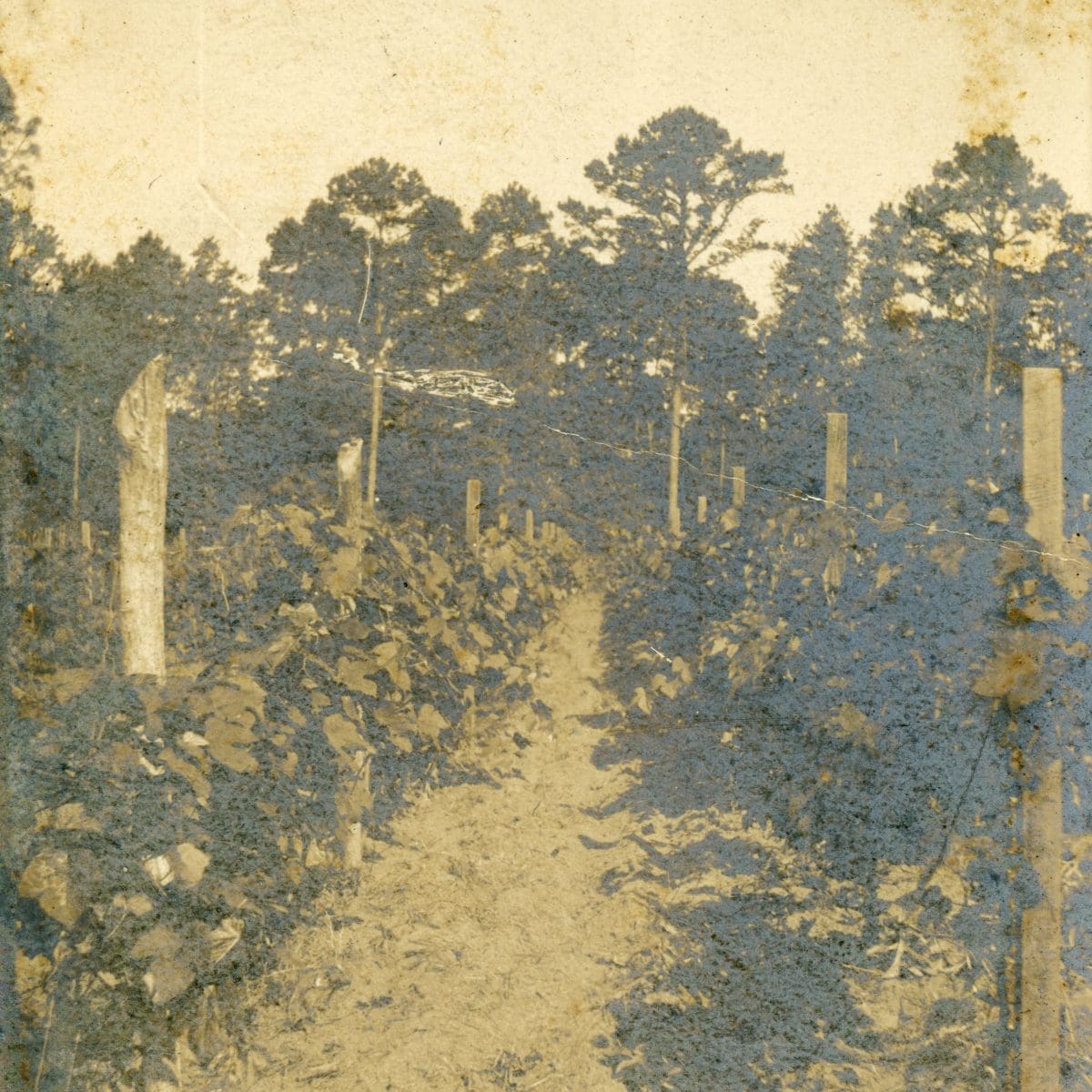 A sepia-colored photo of a vineyard with two rows of plants with support stakes separated by a dirt bath. .  