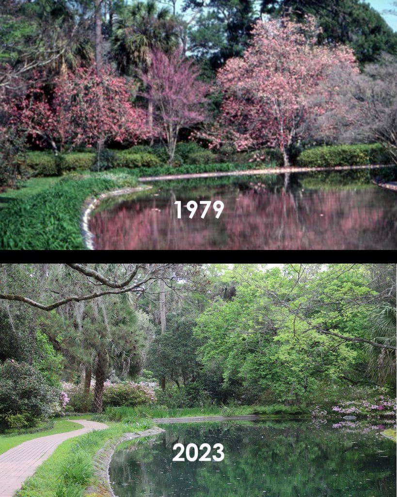 pond with trees and plants in 1979 and 2023