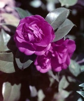 A close up of bush with two purple colored camellias.
