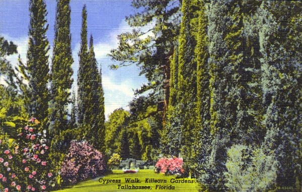 A colorized postcard of cypress trees and flowering bushes along a grass walkway