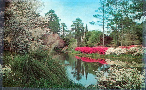 Pond of water surrounded by flowering bushes, green plants, and trees.