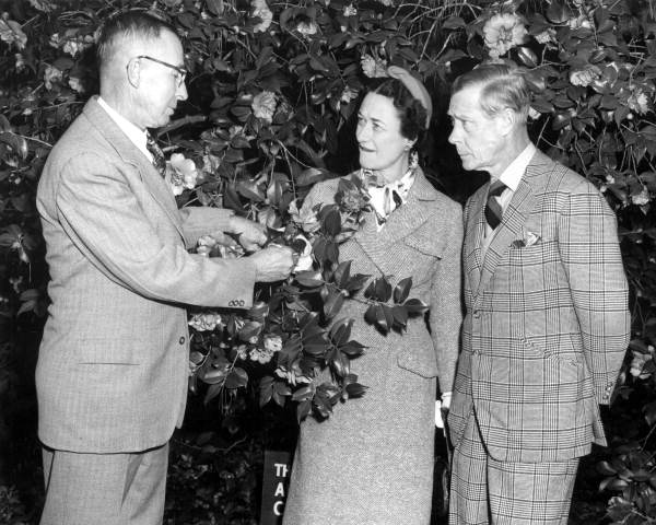 A black and white photo of a man ina  suit showing flowers to Wallis Simpson and the Duke of Windsor.