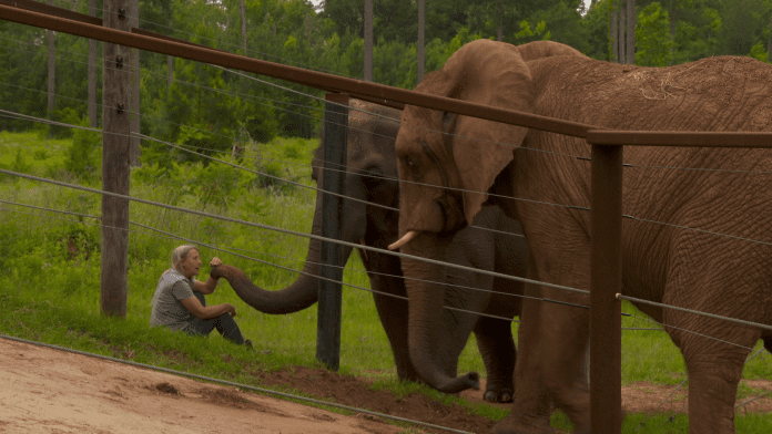 A baby elephant standing next to a wire fence