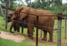 Mundi the elephant relaxes into retirement in south Georgia IMG 6490